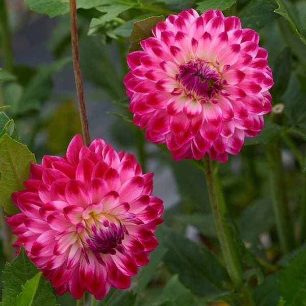 Dahlia 'Seniors Dream' 4 Dahlia 'Seniors Dream' - Image 2