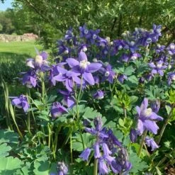 Aquilegia 'Blue Butterflies' -Garden Bloomy Shop x600 31124
