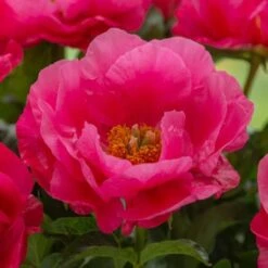 Peony 'Paula Fay' -Garden Bloomy Shop x600 31182