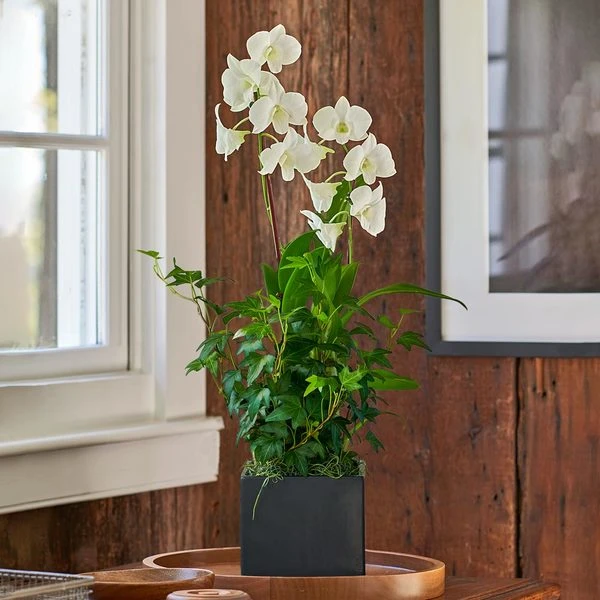 White Dendrobium Orchid Garden In 5" Ceramic Cachepot 4 White Dendrobium Orchid Garden In 5" Ceramic Cachepot - Image 2