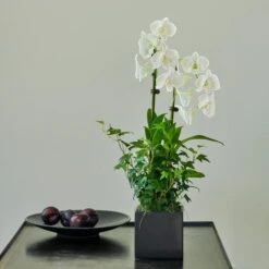White Dendrobium Orchid Garden In 5" Ceramic Cachepot 7 White Dendrobium Orchid Garden In 5" Ceramic Cachepot -Garden Bloomy Shop x600 31209