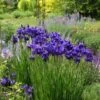 Iris Sibirica 'Caesar's Brother' -Garden Bloomy Shop x600 31210