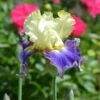 Iris Germanica 'Sunny Glitter' -Garden Bloomy Shop x600 31211