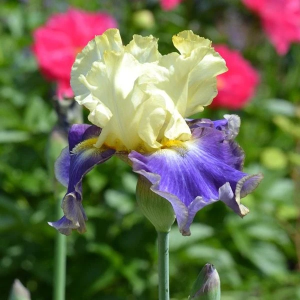 Iris Germanica 'Sunny Glitter' 3 Iris Germanica 'Sunny Glitter'