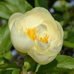 Peony 'Lemon Chiffon' -Garden Bloomy Shop x600 31214