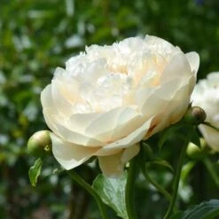 Peony 'Pastelegance' -Garden Bloomy Shop x600 31216