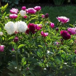 Old-Time Peony Collection 11 Old-Time Peony Collection -Garden Bloomy Shop x600 31242