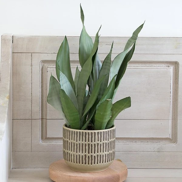 Stone Harbor Cachepot 4 Stone Harbor Cachepot - Image 2