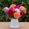 Having A Ball Dahlia Collection -Garden Bloomy Shop x600 31420