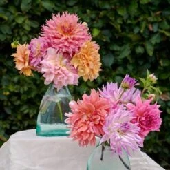The Big Six Dahlia Collection 15 The Big Six Dahlia Collection -Garden Bloomy Shop x600 31424