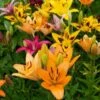 Lilium Naturalizing Mix 2 Lilium Naturalizing Mix -Garden Bloomy Shop x600 31437
