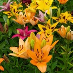 Lilium Naturalizing Mix