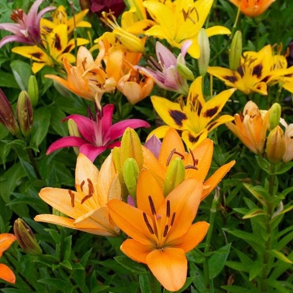 Lilium Naturalizing Mix 3 Lilium Naturalizing Mix