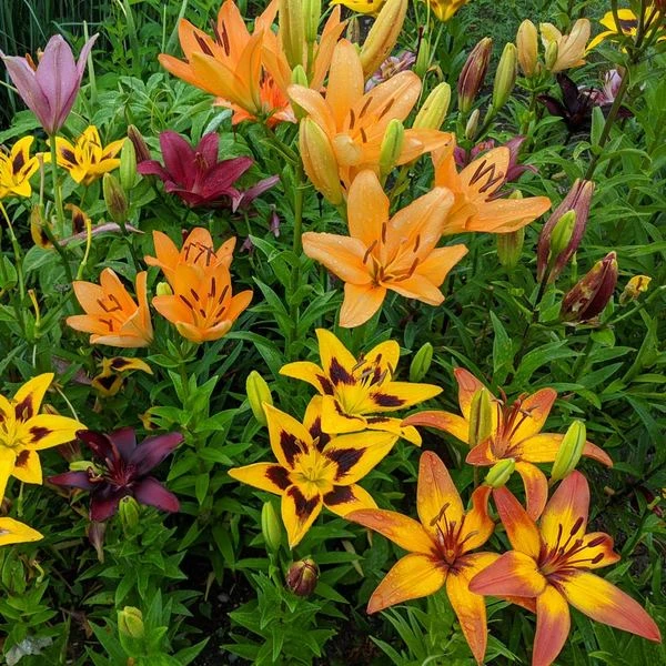 Lilium Naturalizing Mix 4 Lilium Naturalizing Mix - Image 2