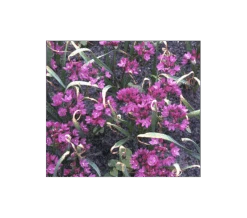 A Big Mix Of Little Alliums 11 A Big Mix Of Little Alliums -Garden Bloomy Shop x600 3156