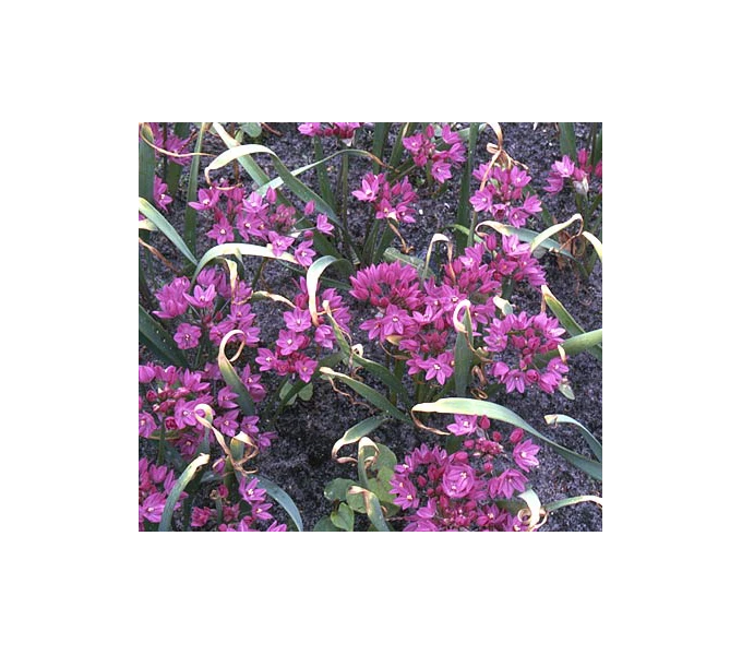 A Big Mix Of Little Alliums 6 A Big Mix Of Little Alliums - Image 4