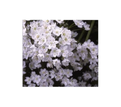 A Big Mix Of Little Alliums 12 A Big Mix Of Little Alliums -Garden Bloomy Shop x600 3158