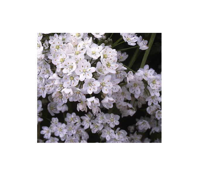 A Big Mix Of Little Alliums 7 A Big Mix Of Little Alliums - Image 5