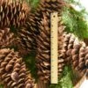 Magnificent Sugar Pine Cones -Garden Bloomy Shop x600 31729