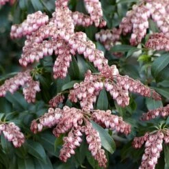 Pieris Japonica 'Katsura' -Garden Bloomy Shop x600 31737