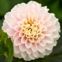 Dahlia 'Light Wizard' -Garden Bloomy Shop x600 31808