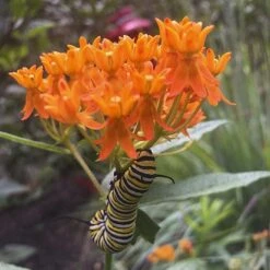 Asclepias Tuberosa 10 Asclepias Tuberosa -Garden Bloomy Shop x600 31941