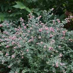 Symphoricarpos Proud Berry® -Garden Bloomy Shop x600 31963