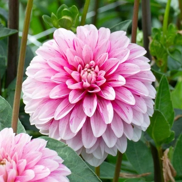 Dahlia 'Strawberry Cream' 4 Dahlia 'Strawberry Cream' - Image 2