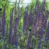 Salvia Nemorosa 'Caradonna' -Garden Bloomy Shop x600 32373