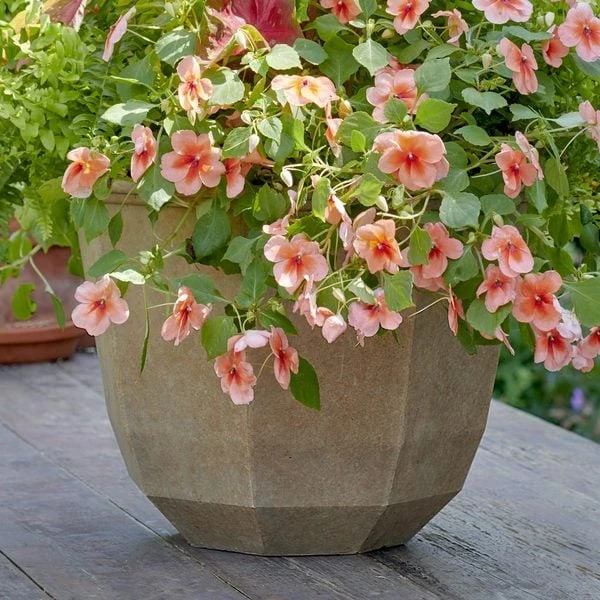 Casablanca Pot 3 Casablanca Pot