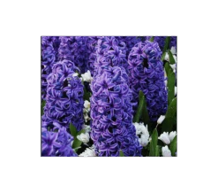 Springtime Sizzle Hyacinth, Forget-me-not & Sedum Collection 8 Springtime Sizzle Hyacinth, Forget-me-not & Sedum Collection -Garden Bloomy Shop x600 3289