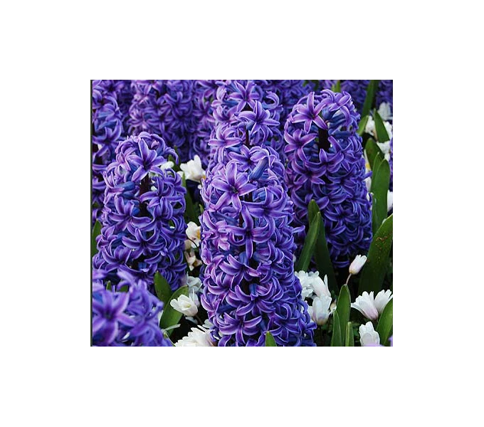 Springtime Sizzle Hyacinth, Forget-me-not & Sedum Collection 5 Springtime Sizzle Hyacinth, Forget-me-not & Sedum Collection - Image 3