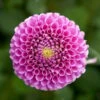 Dahlia 'Franz Kafka' -Garden Bloomy Shop x600 32983