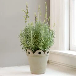 Pendu Pot And Saucer -Garden Bloomy Shop x600 33061