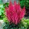 Astilbe 'Montgomery' 1 Astilbe 'Montgomery' -Garden Bloomy Shop x600 33211