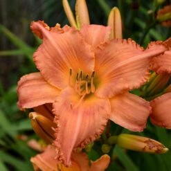 Sunset Glow Daylily Mix 10 Sunset Glow Daylily Mix -Garden Bloomy Shop x600 33443