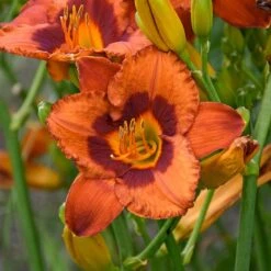Sunset Glow Daylily Mix 11 Sunset Glow Daylily Mix -Garden Bloomy Shop x600 33445