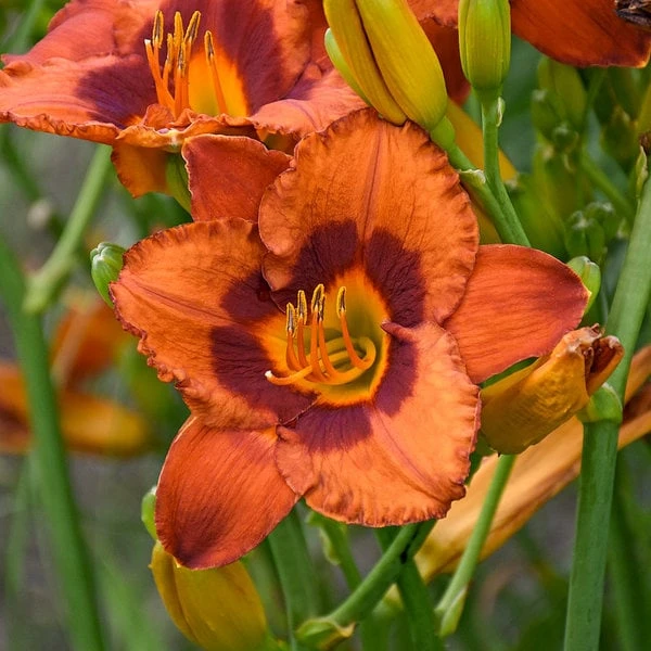 Sunset Glow Daylily Mix 7 Sunset Glow Daylily Mix - Image 5