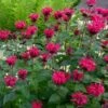 Monarda Bee-You® Bee Happy™ -Garden Bloomy Shop x600 33567