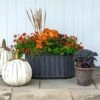 Pumpkin Colors Fall Collection 1 Pumpkin Colors Fall Collection -Garden Bloomy Shop x600 33569
