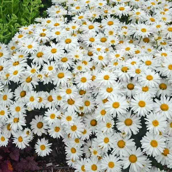 Leucanthemum X Superbum 'Whoops-a-Daisy' 4 Leucanthemum X Superbum 'Whoops-a-Daisy' - Image 2