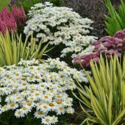 Leucanthemum X Superbum 'Whoops-a-Daisy' 7 Leucanthemum X Superbum 'Whoops-a-Daisy' -Garden Bloomy Shop x600 33674