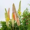 Eremurus Ruiter Hybrid Mix -Garden Bloomy Shop x600 33695