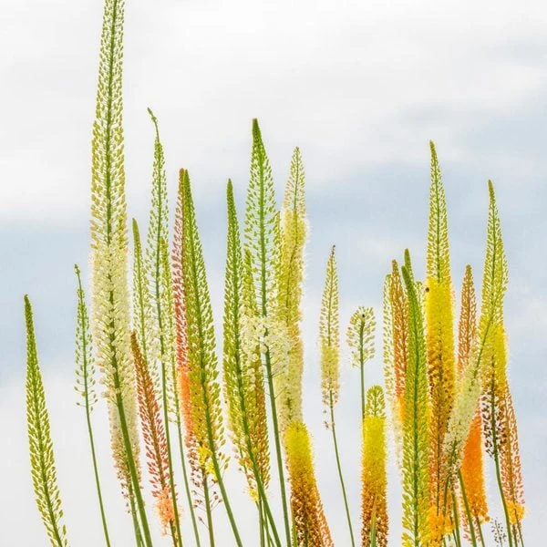 Eremurus Ruiter Hybrid Mix 4 Eremurus Ruiter Hybrid Mix - Image 2