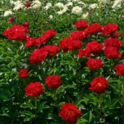 Peony 'Mackinac Grand' -Garden Bloomy Shop x600 33735