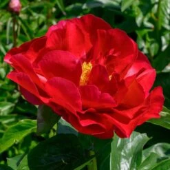 Peony 'Mackinac Grand' -Garden Bloomy Shop x600 33736