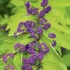 Callicarpa Dichotoma 'Early Amethyst' -Garden Bloomy Shop x600 33815