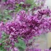 Syringa Bloomerang® Dark Purple -Garden Bloomy Shop x600 33826