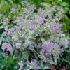 Brunnera Macrophylla 'Variegata' 1 Brunnera Macrophylla 'Variegata' -Garden Bloomy Shop x600 34040