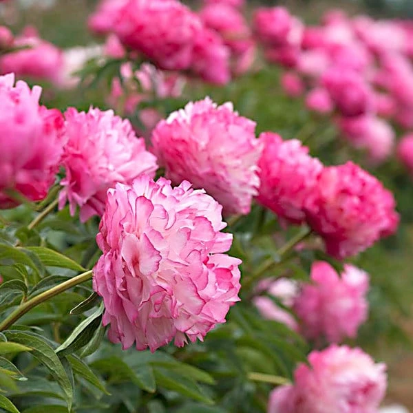 Peony 'Joker' 3 Peony 'Joker'